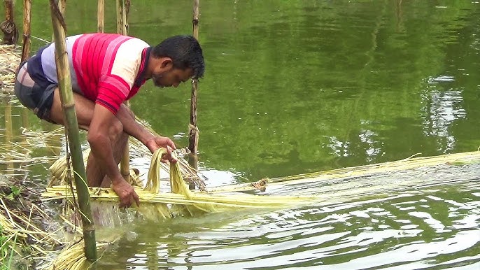 পানিতে পাট জাগ দেওয়ার পর পাটগাছ থেকে আঁশ ছাড়াচ্ছেন এক কৃষক।